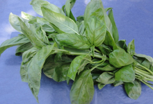 Botte basilic à grosses feuilles 