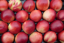 Nectarines blanches plateau 2,5 kg 