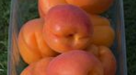 Barquette abricots 500 gr 