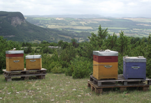 L'arc en miel, bruno Bondia apiculteur