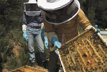 L'arc en miel, bruno Bondia apiculteur