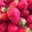 Fraises