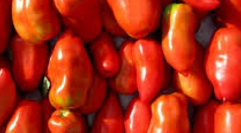  Tomate Andine cornu BIO