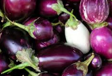  Aubergine bio 