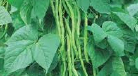  Haricot vert bio