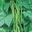  Haricot vert bio