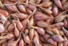 Echalote Bio