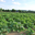 La ferme de la rhubarbe, confitures d'autrefois