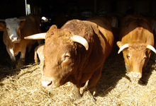 autruches du Ried, ferme Schwab