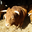 Production et vente directe de viande limousine à la ferme !