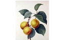 Nectar De Fruit : Abricot 