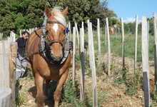 CUVEE PIERRE Elevée en Fûts de Chêne