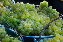 Fête des Vendanges et des Châtaignes