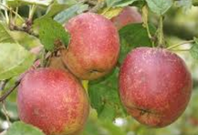 Pomme Boskoop