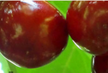 Cerises Douces