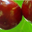 Cerises Douces