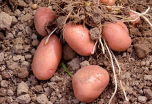 Pomme de terre Bio - 1 kg - variété Désirée