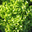 salades feuille de chêne vertes