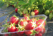 fraises