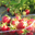 fraises