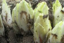 endives