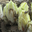 endives