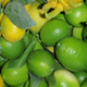 lime tahitienne et méxicaine