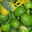 lime tahitienne et méxicaine