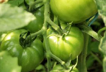 tomates