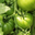 tomates