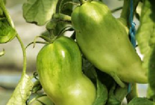 tomate cornues