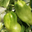 tomate cornues