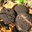 Les Truffes De Bourgogne "La Reine Burgonde" "Tuber Uncinatum"