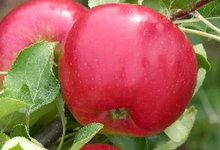 Pomme Scarlet O'Hara