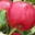 Pomme Scarlet O'Hara