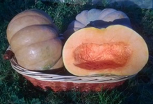 Citrouille (Musquée de Provence)