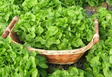 Salade Feuille de Chêne Blonde