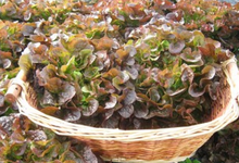 Salade Feuille de Chêne Rouge