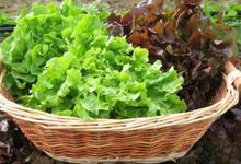 Panier de trois Salades