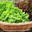 Panier de trois Salades