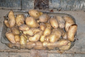 Pommes de terre Ratte