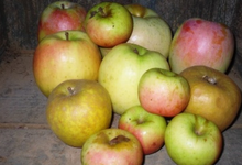 Pommes mélange anciennes variétés