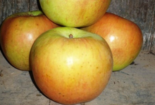 Pomme Grand Alexandre (ancienne variété)