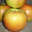 Pomme Grand Alexandre (ancienne variété)