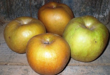 Pomme Canada Grise