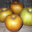 Pomme Canada Grise