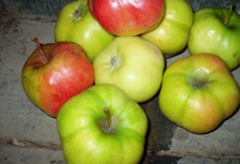 Pomme d'Api étoilée (ancienne variété) 