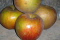 Pomme Court Pendu (ancienne variété)