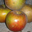 Pomme Court Pendu (ancienne variété)