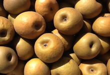 Pomme Patte de Loup
